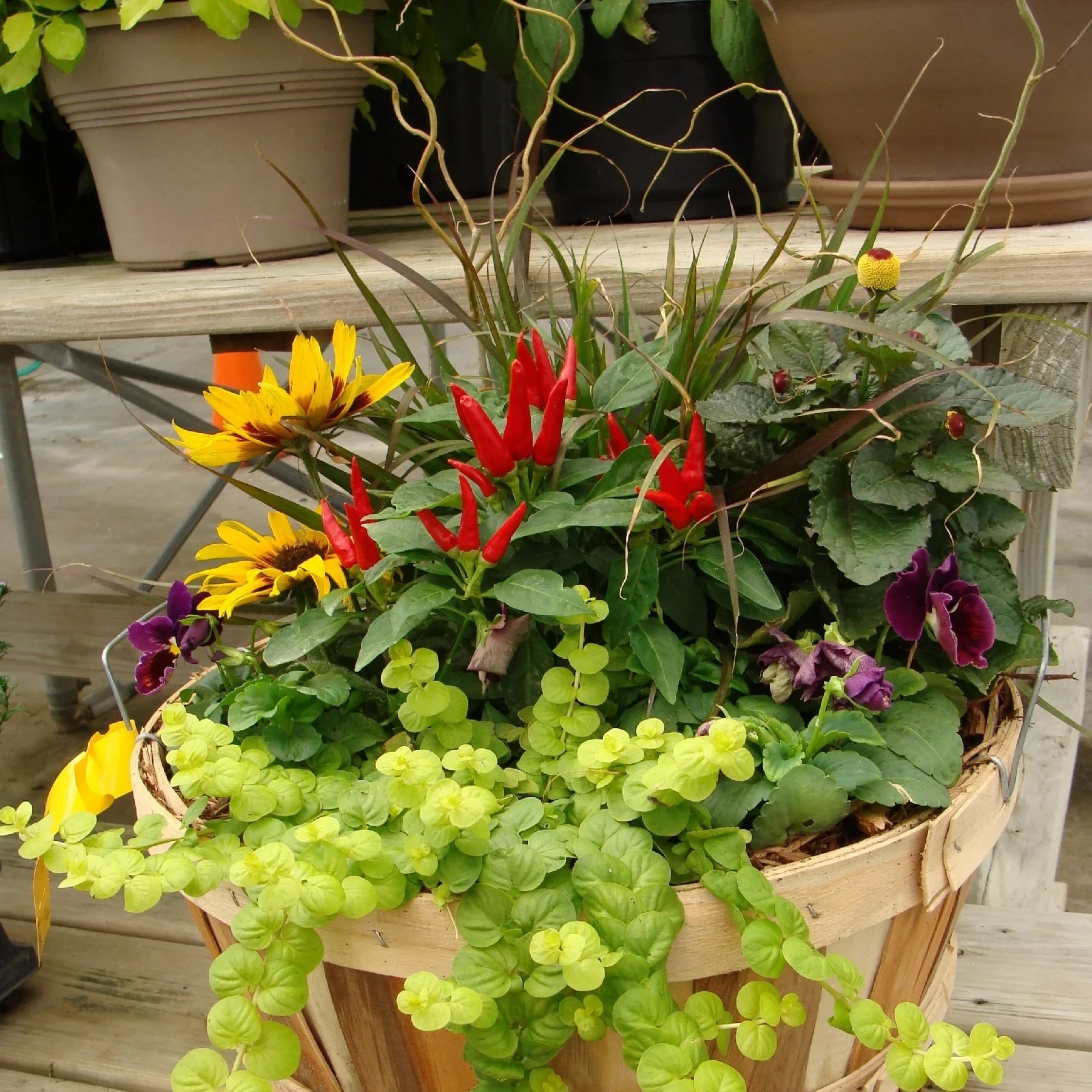 September 26 (Sat): Fall Porch Pot - (11:00 am)