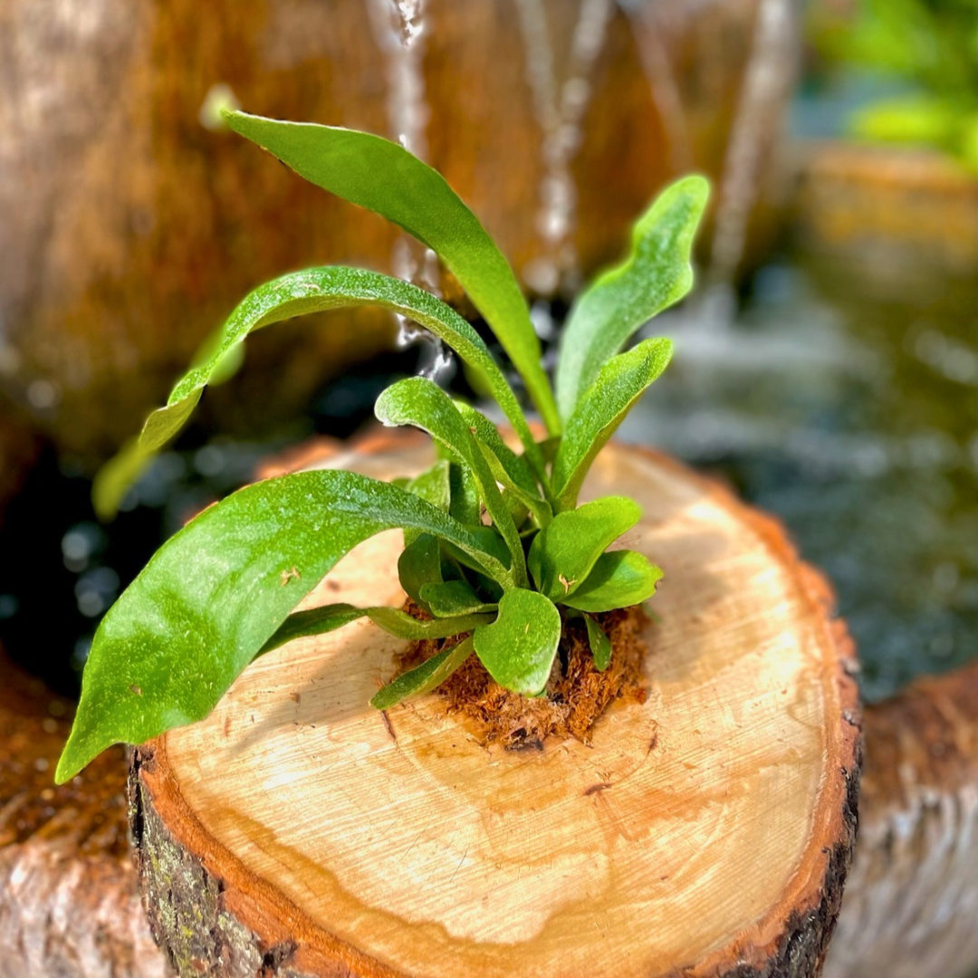 September 5 (Sat): Staghorn Fern Mounting - (11:00 am)