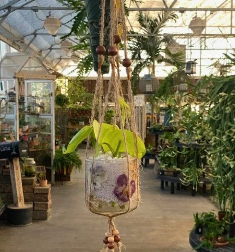 October 3 (Sat): Hanging Propagation Jar - (2:00 pm)