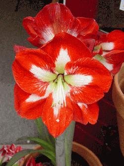 November 14 (Sat): Amaryllis Potting Party - (12:00 pm)