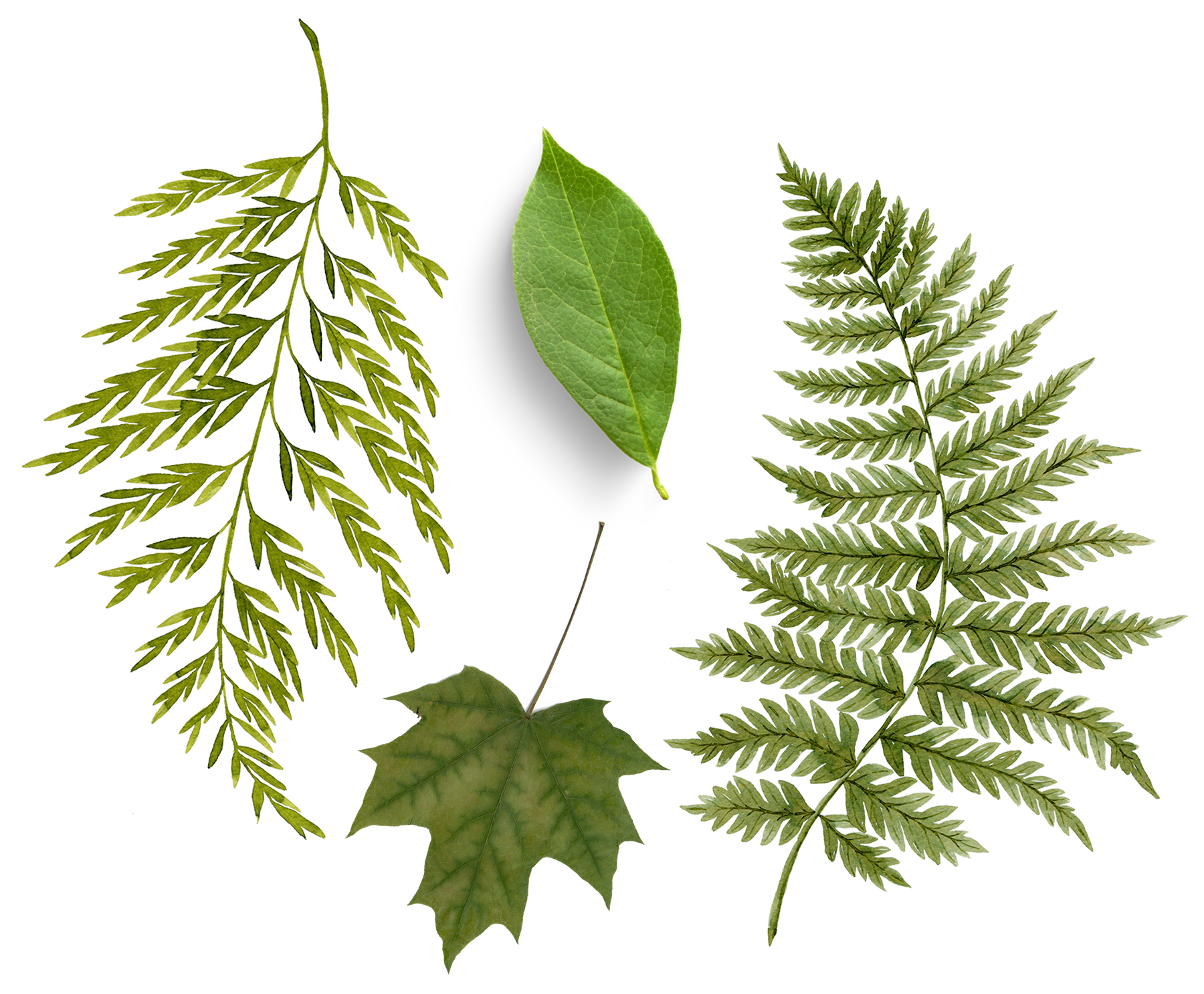 November 21 (Sat): Pressed Leaf &amp; Fern Picture Frame - (11:00 am)