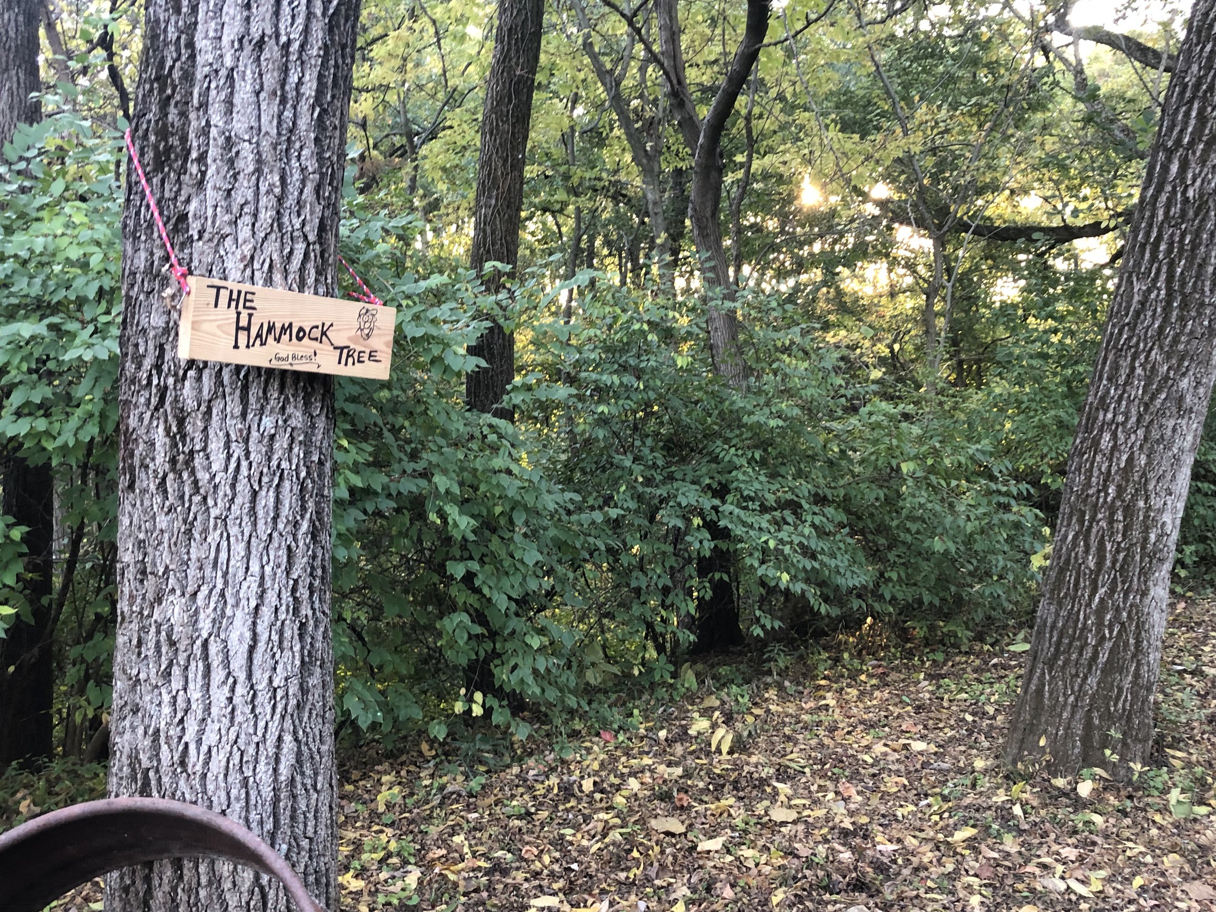 Hammock Tree Landscape 2.jpg