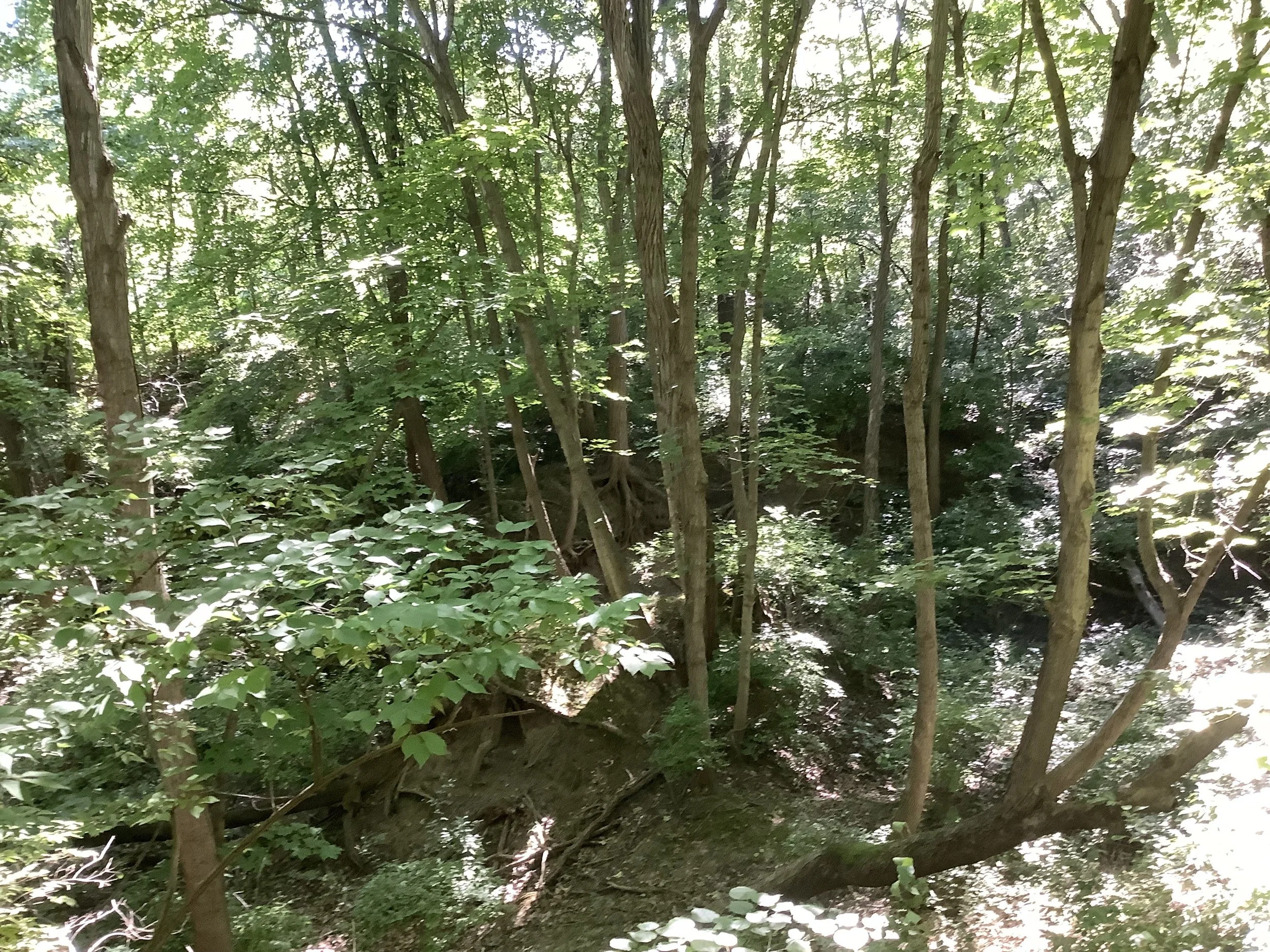 Outdoor Volunteer Work Day