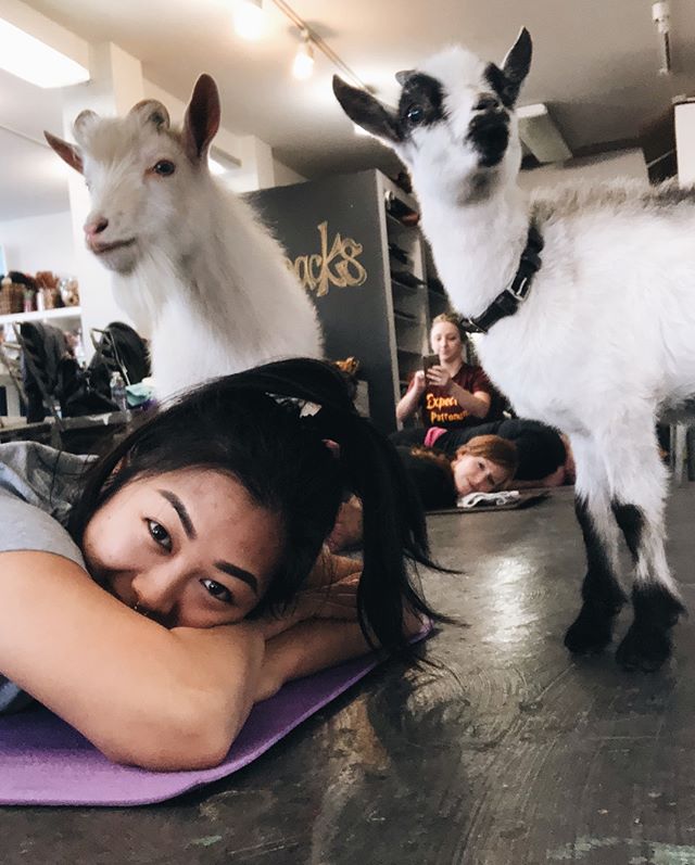 One of the goats pissed on my yoga mat and it was pretty chill considering it also peed on a girl&rsquo;s back