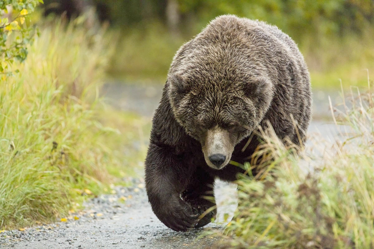 "Gentle Ben"