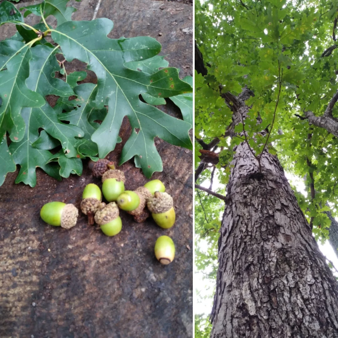 White Oak.jpg
