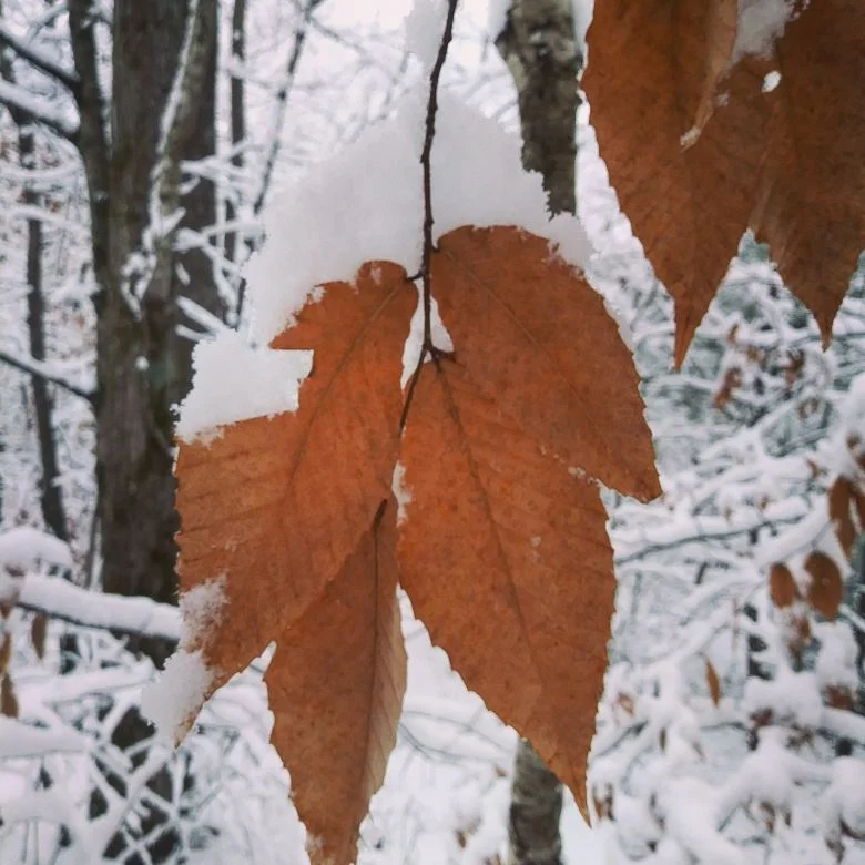 Beech leaf.jpg