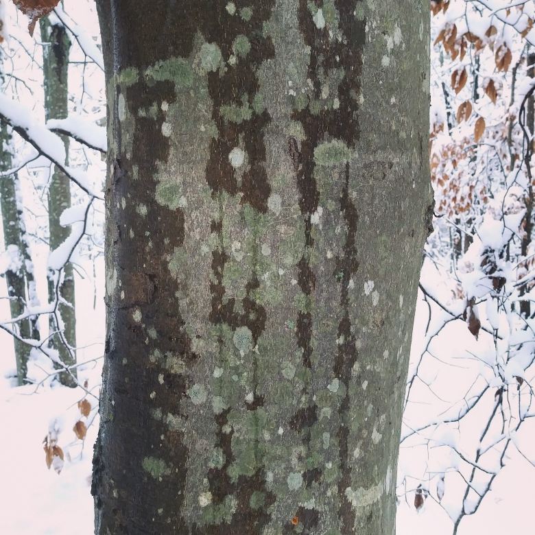 Beech bark.jpg