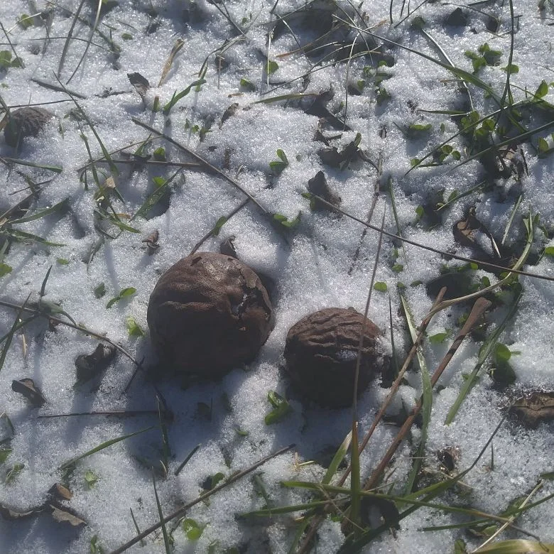 Black walnut 3 snow.jpg