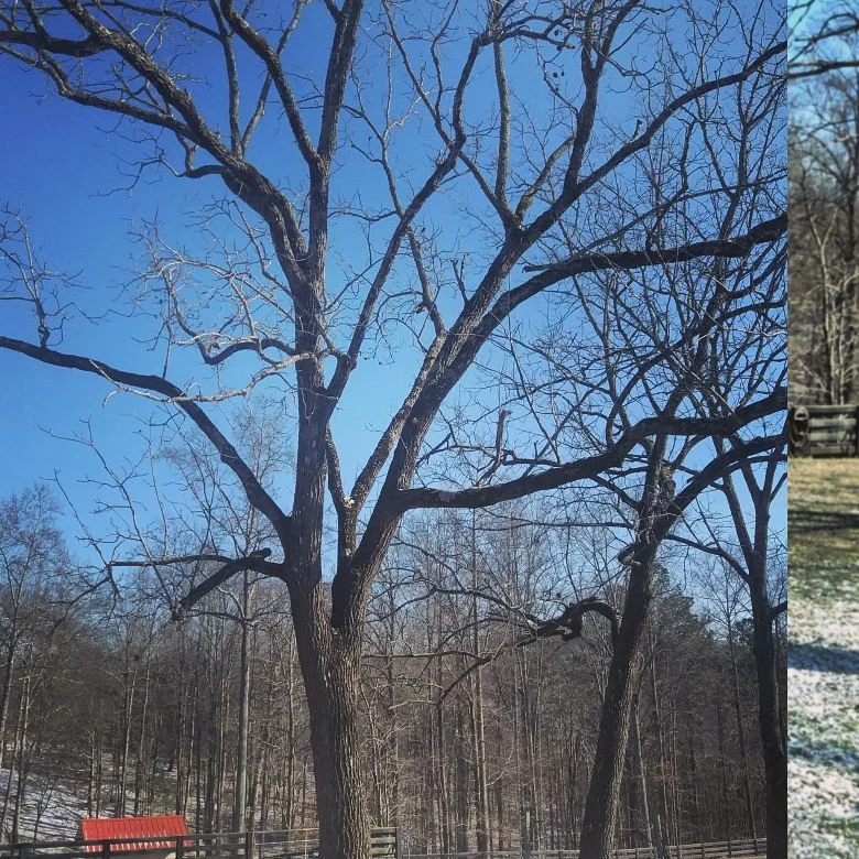 Black walnut 6 tree.jpg