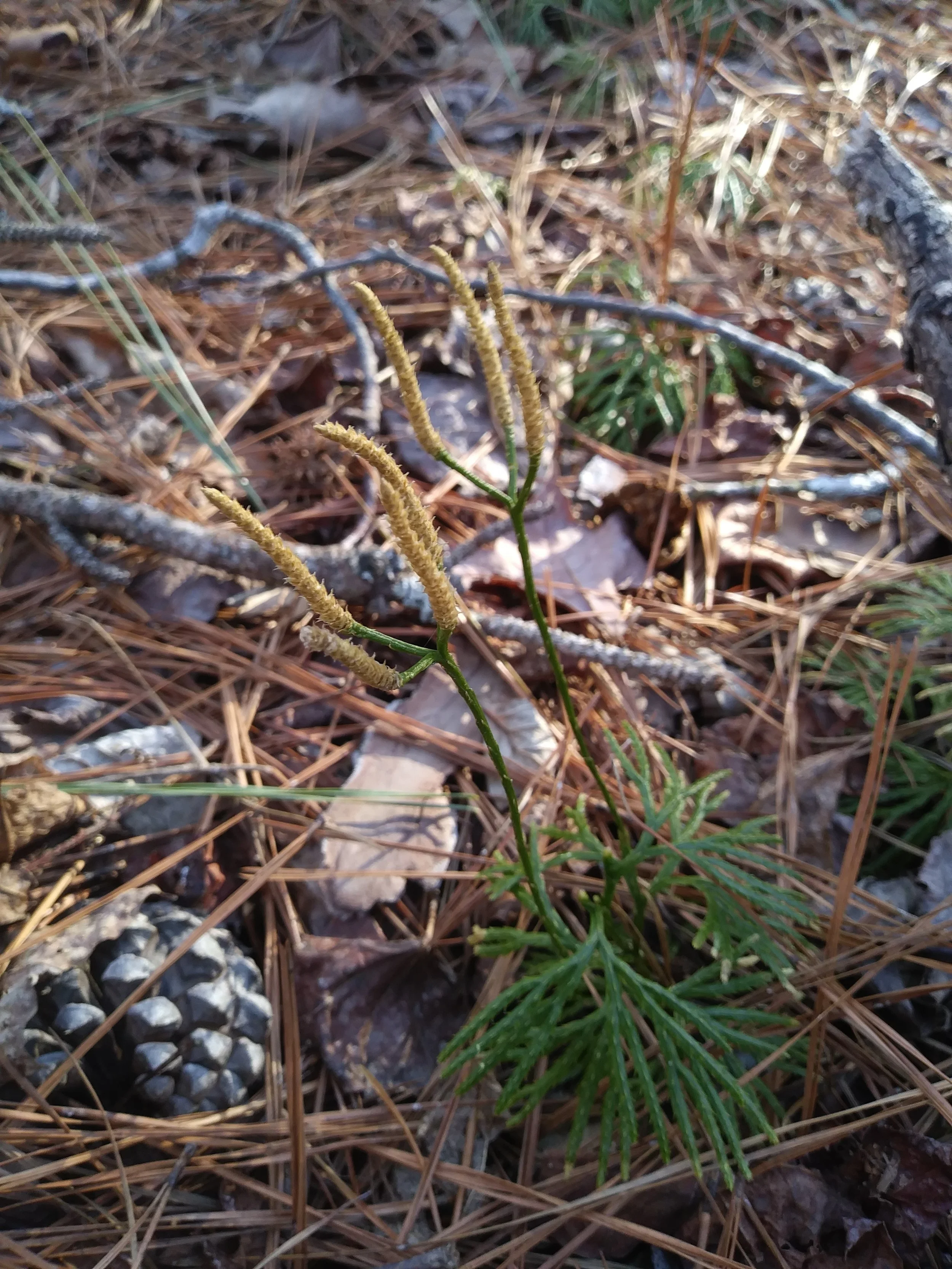 Creeping cedar 2.jpg