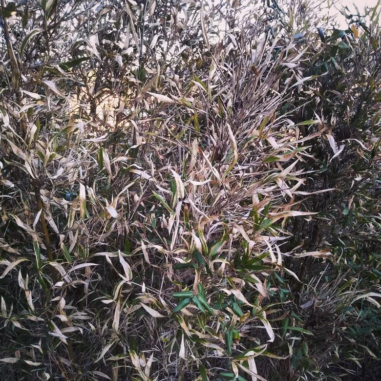 River Cane 2.jpg