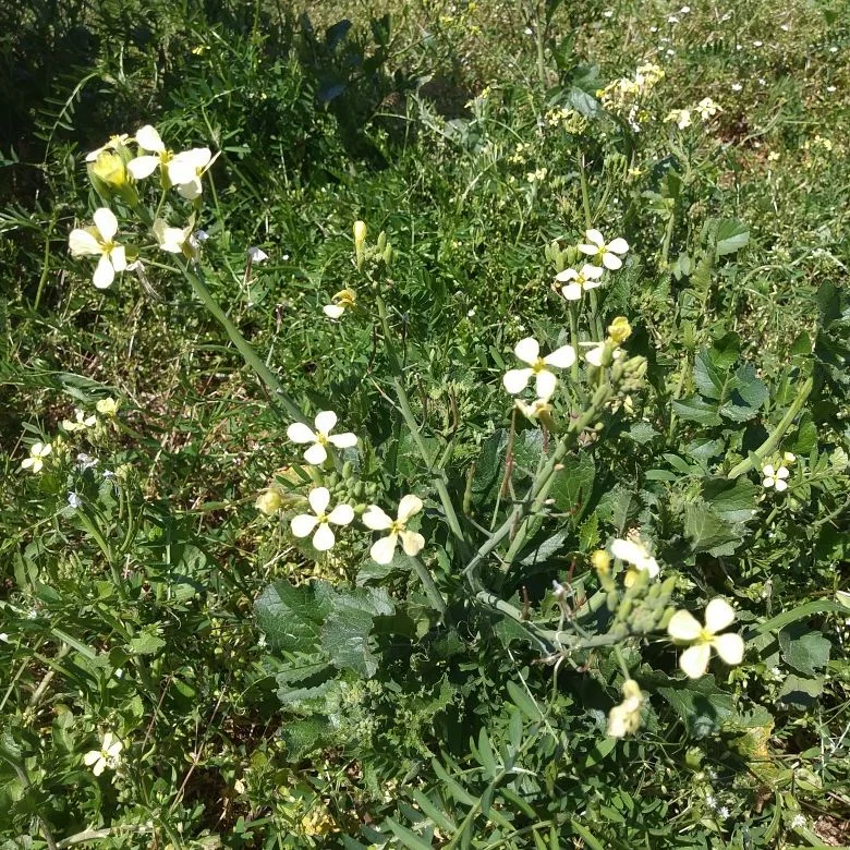 Wild Mustard 3.jpg