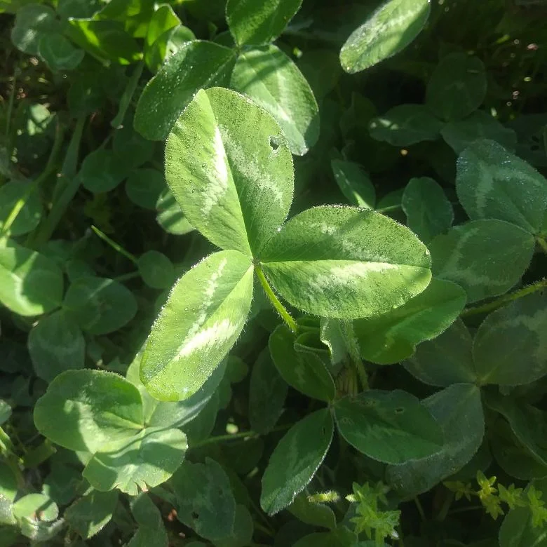 Red clover 2.jpg