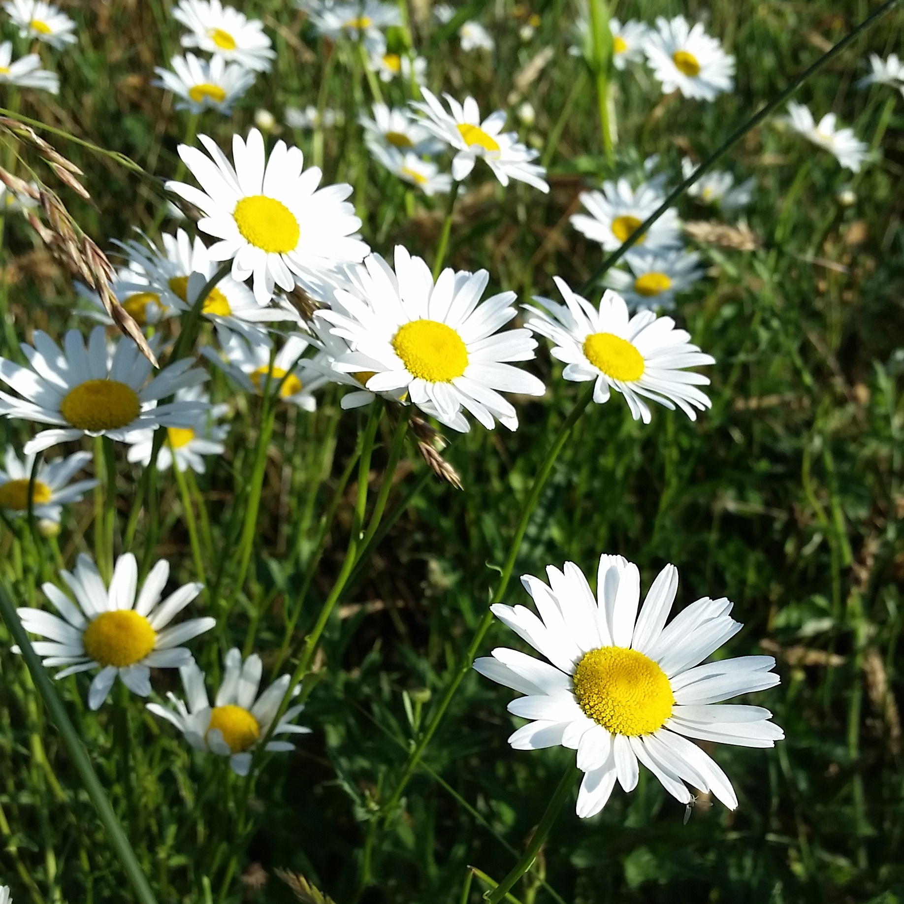 WildEdibleWednesday 5/30 Oxeye Daisy — SARCRAFT