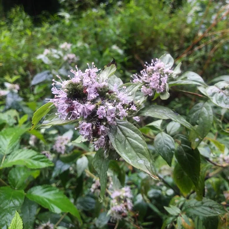 Mountain mint 3.jpg