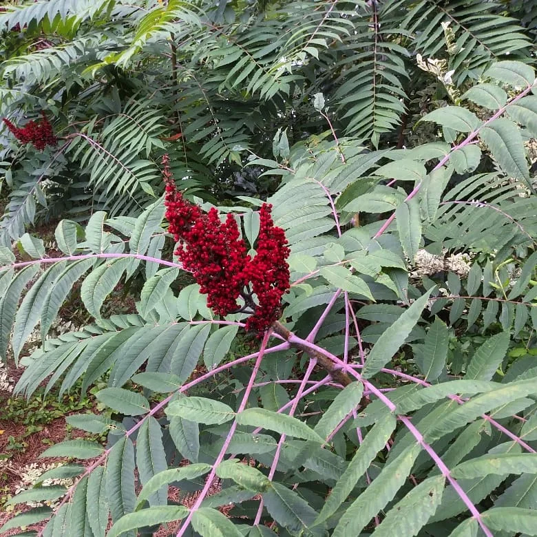 Staghorn Sumac 2.jpg