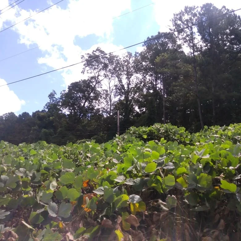 Kudzu 2.jpg