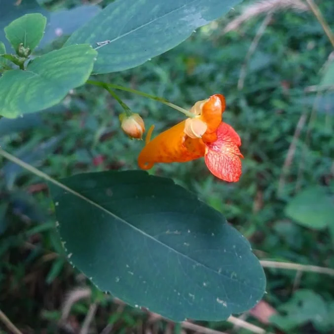 Jewelweed 1.jpg