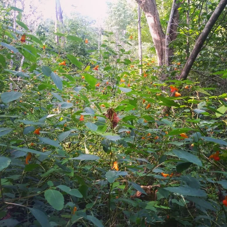 Jewelweed 2.jpg
