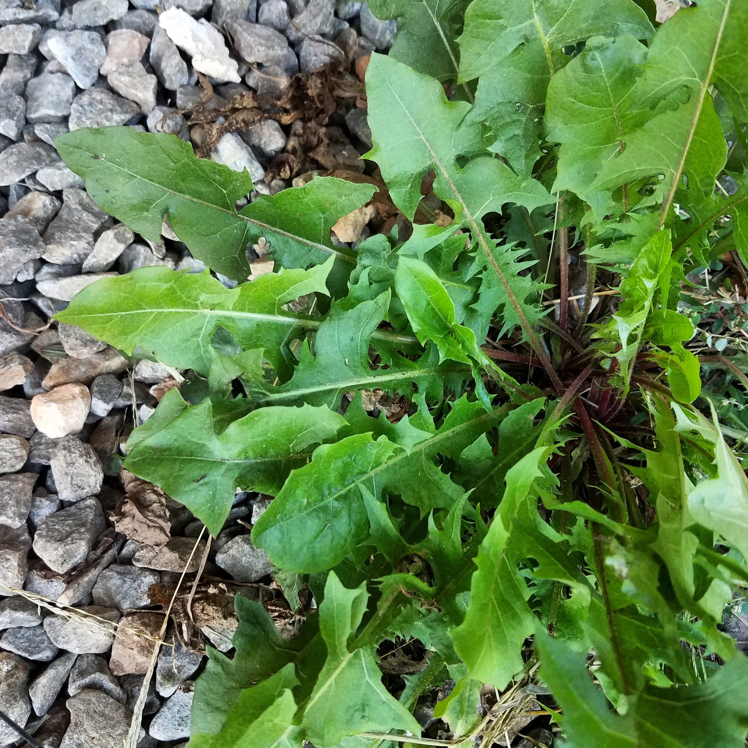 Wild Edible Wednesday 1/16 - Dandelion — SARCRAFT