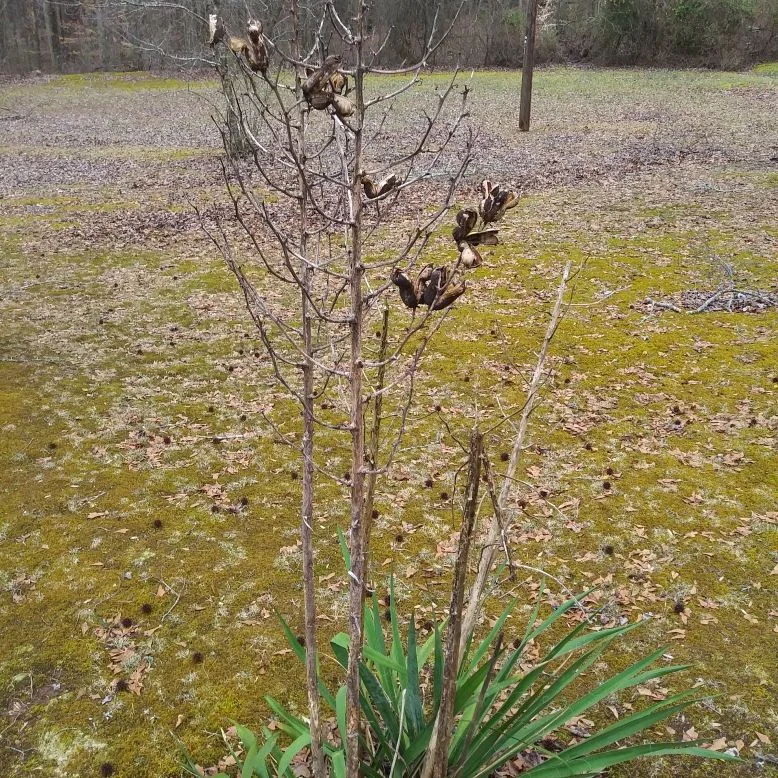 Yucca 4.jpg