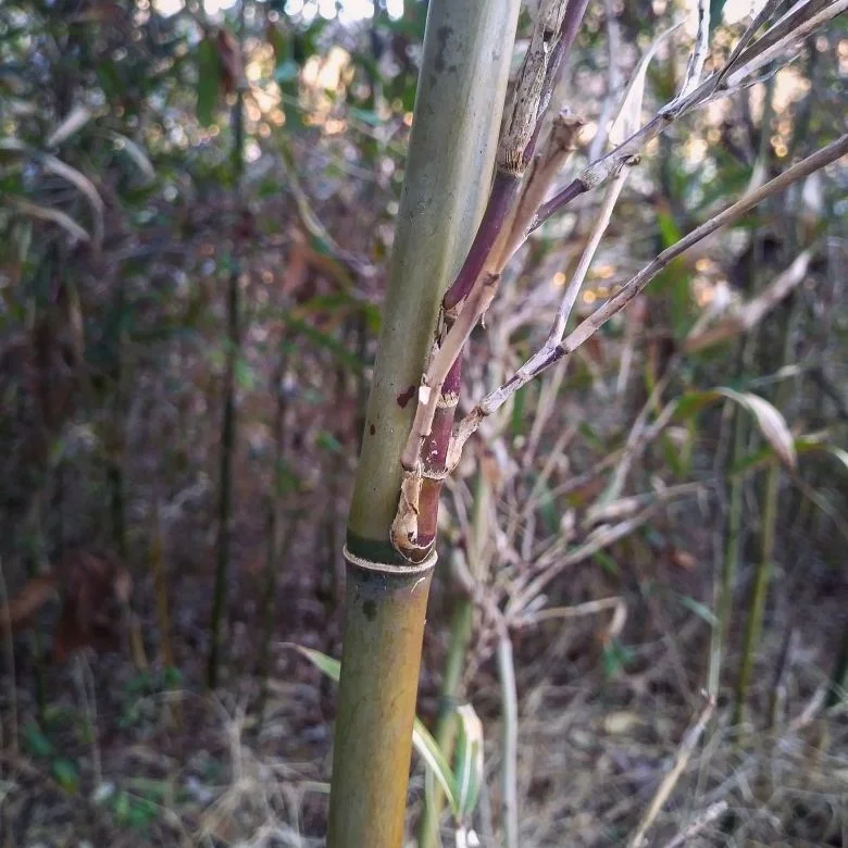 River Cane 1.jpg