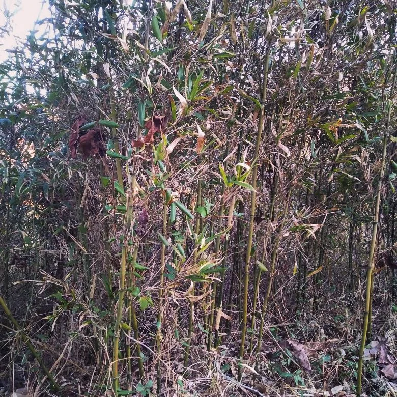 River Cane 3.jpg
