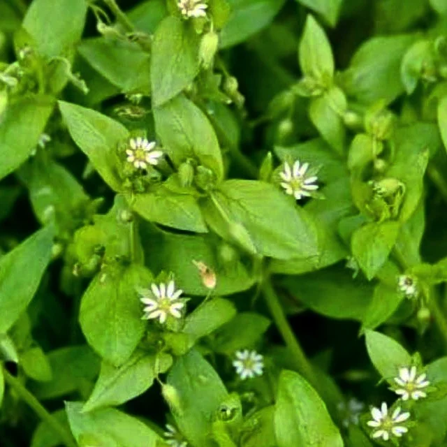Chickweed.jpg
