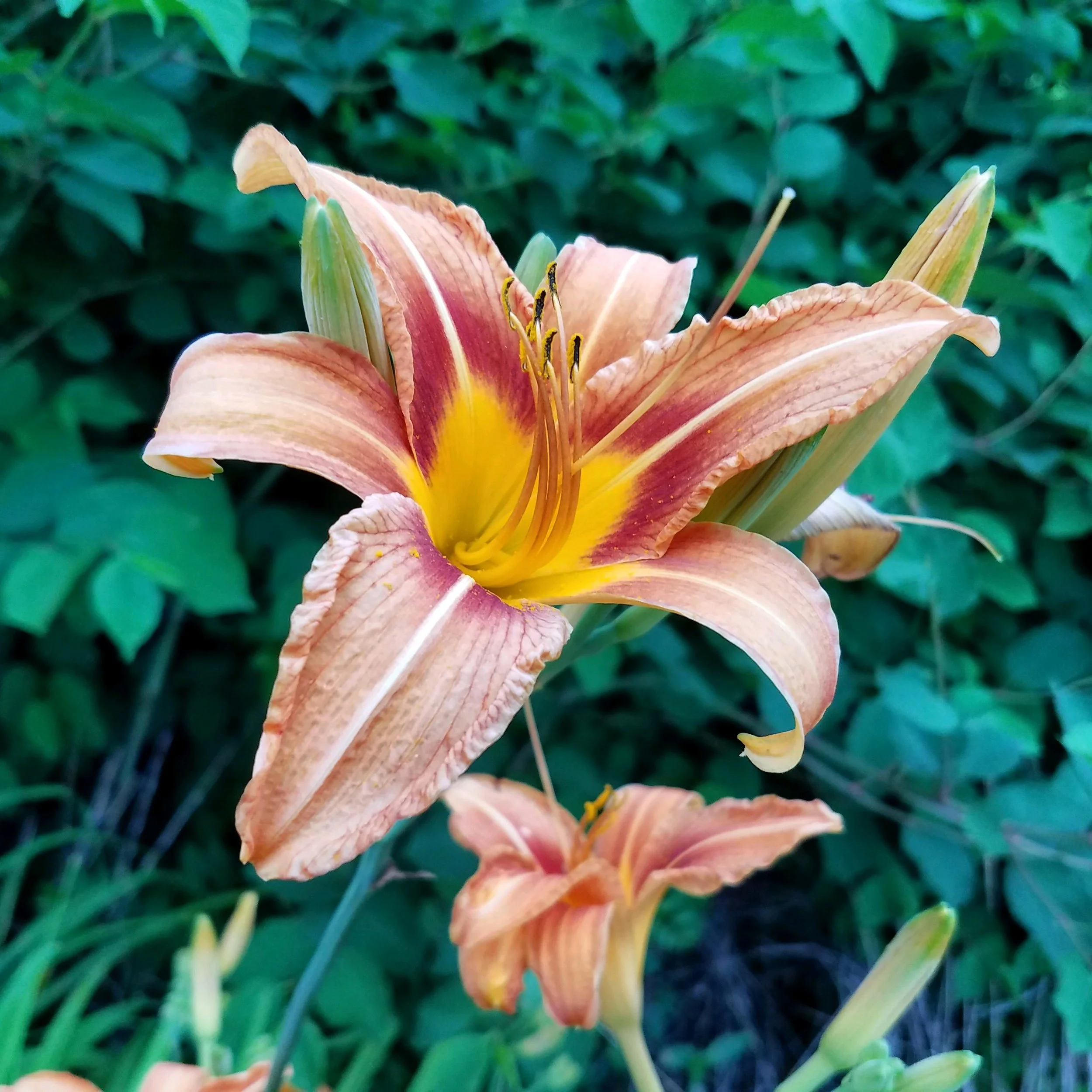 Wild Edible Wednesday 5/29 - Orange Daylily 
