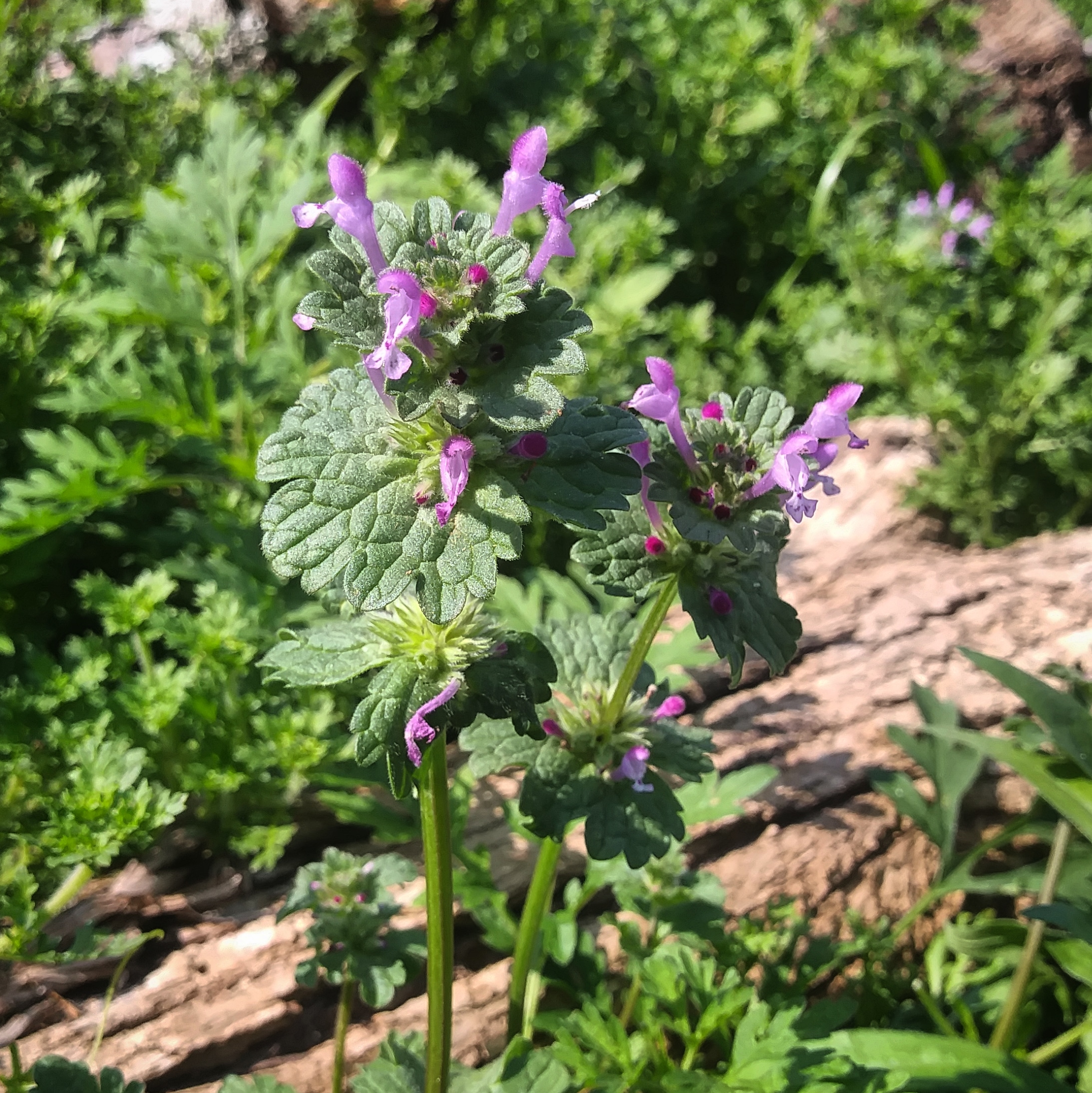 What is Purple Dead Nettle -10 Reasons You Need to Know It