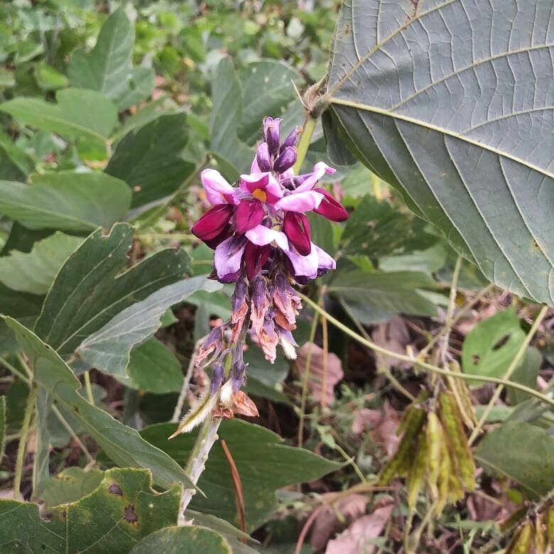 where to buy kudzu