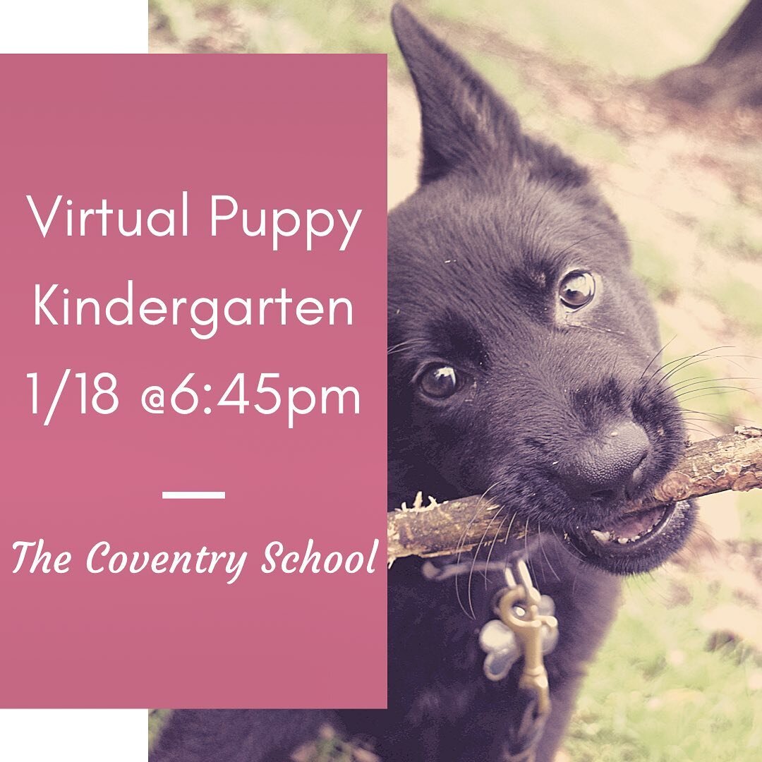 One hour class/week for 8 weeks
For puppies 8 weeks to 5 months old
No previous training needed
 
Start your puppy out on the right paw with a Virtual class designed specifically for his needs!  This class is presented on ZOOM and focuses on providin