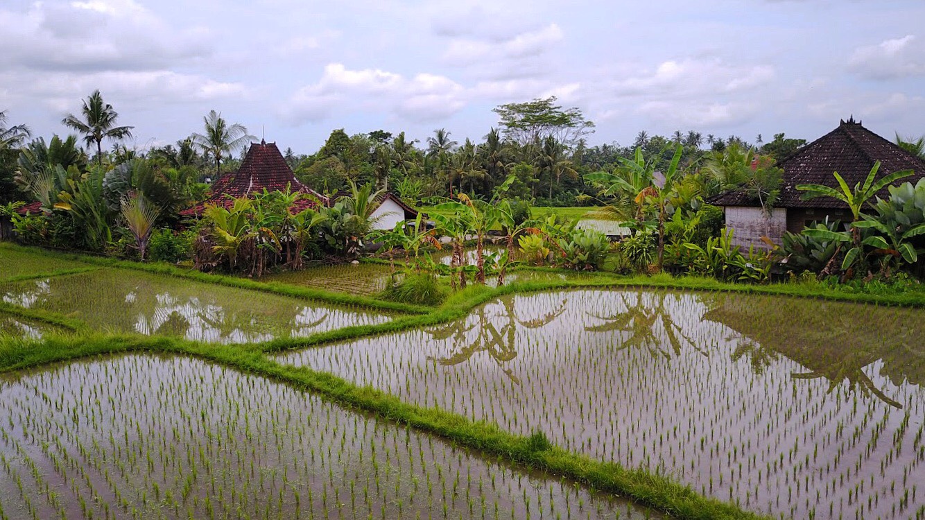 Ubud rice fields. 