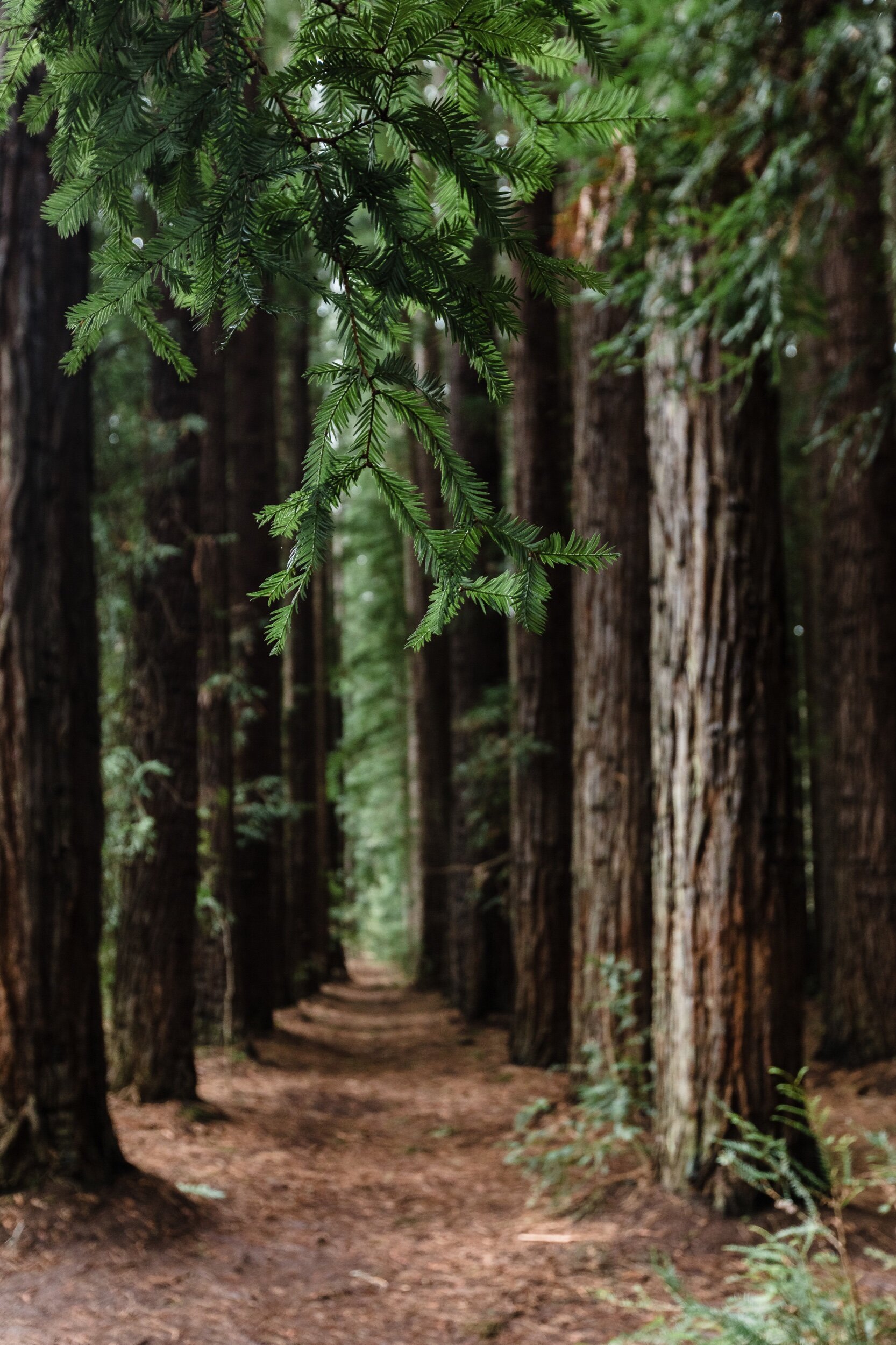 warburton-redwoods-4.jpeg