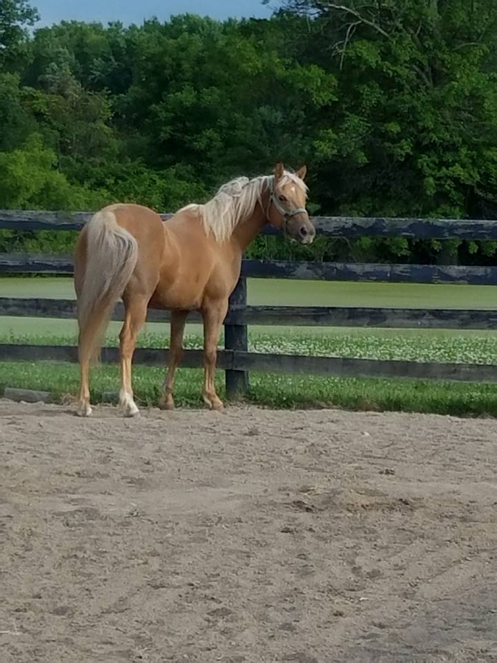 Ranger was a special case, we purchased him under the understanding that he had maybe some arthritis. After we got him home and had him evaluated by our veterinarian we discovered he had an old injury which resulted in some minor neurological shortfalls in his front end. While he was not the type of horse we wanted to sell - he was still a really good horse and full of a lot of love. Ranger was donated to Stockhands Horses for Healing in Delaware Ohio and currently serves in their equine therapy program. HORSES I HAVE SOLD OR HAVE KNOWN AND LOVED: IF YOU HAVE A HORSE LISTED BELOW PLEASE CONTACT ME BEFORE SENDING TO AUCTION OR GIVING AWAY I always try to do right by the horses I sell, and find them great homes, but what happens after is beyond my control. I do not want anything bad to happen to them. AQHA Burgandy's Kate AQHA Cody's Playboy AQHA Commanders Karmalena APHA Royal Red Rooster APHA SS Real Smooth Story NSH A Wild Fire