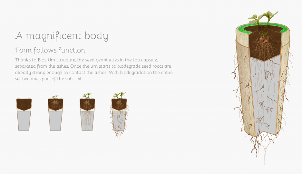 faire-de-ses-cendres-un-arbre-005.png