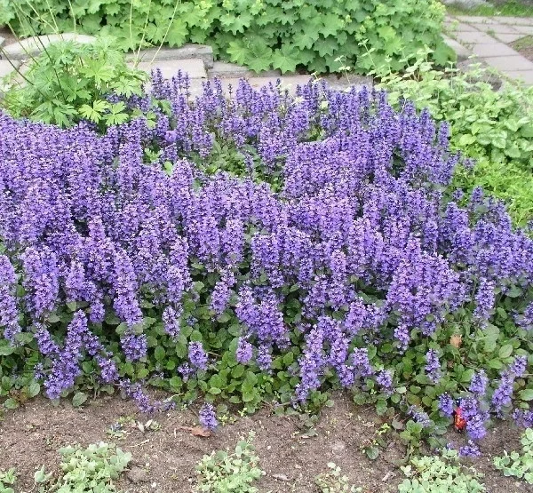 Kruipend-zenegroen.jpg
