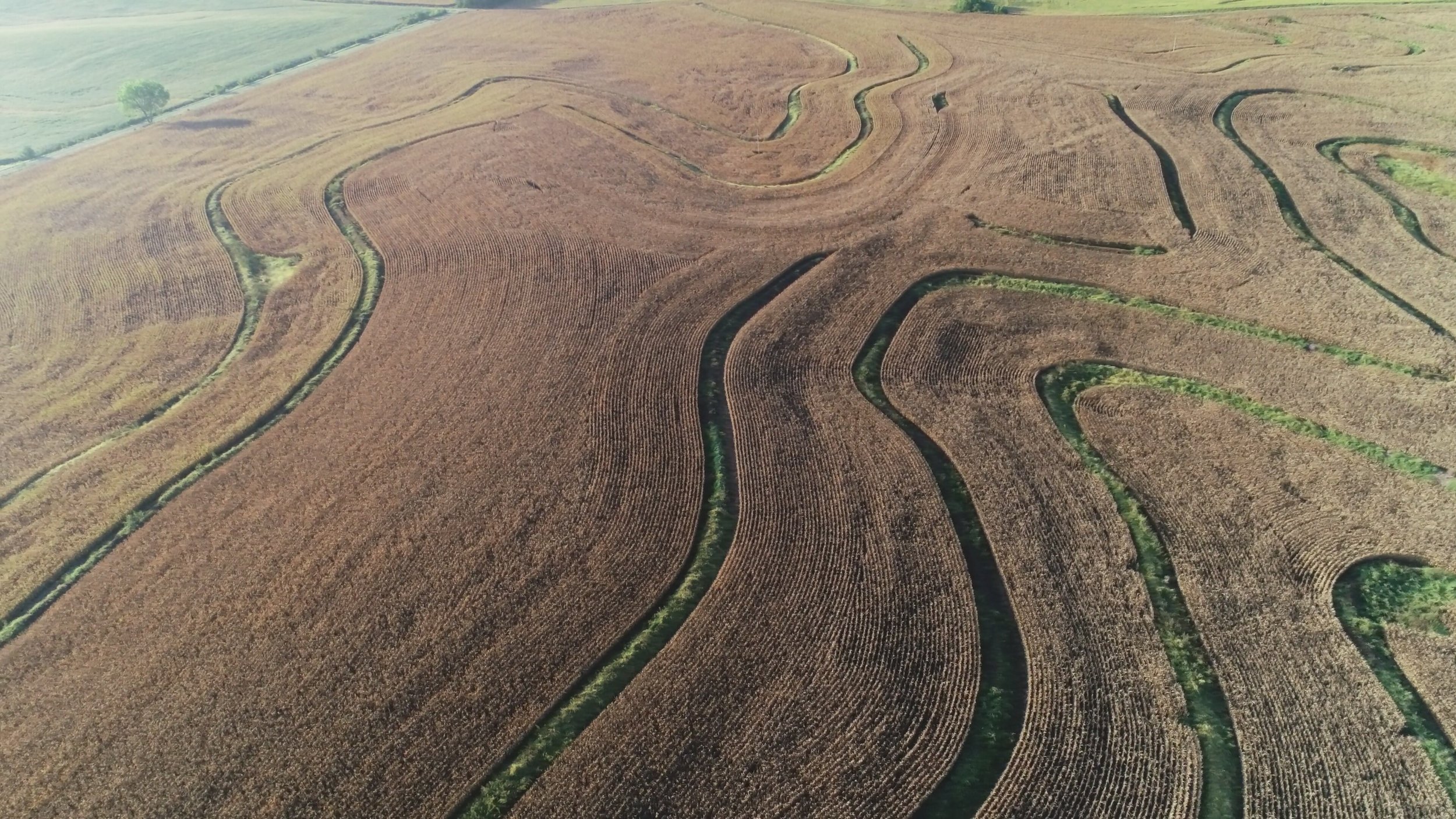 View of North County Line Tract Planted in Corn (September 15, 2018)