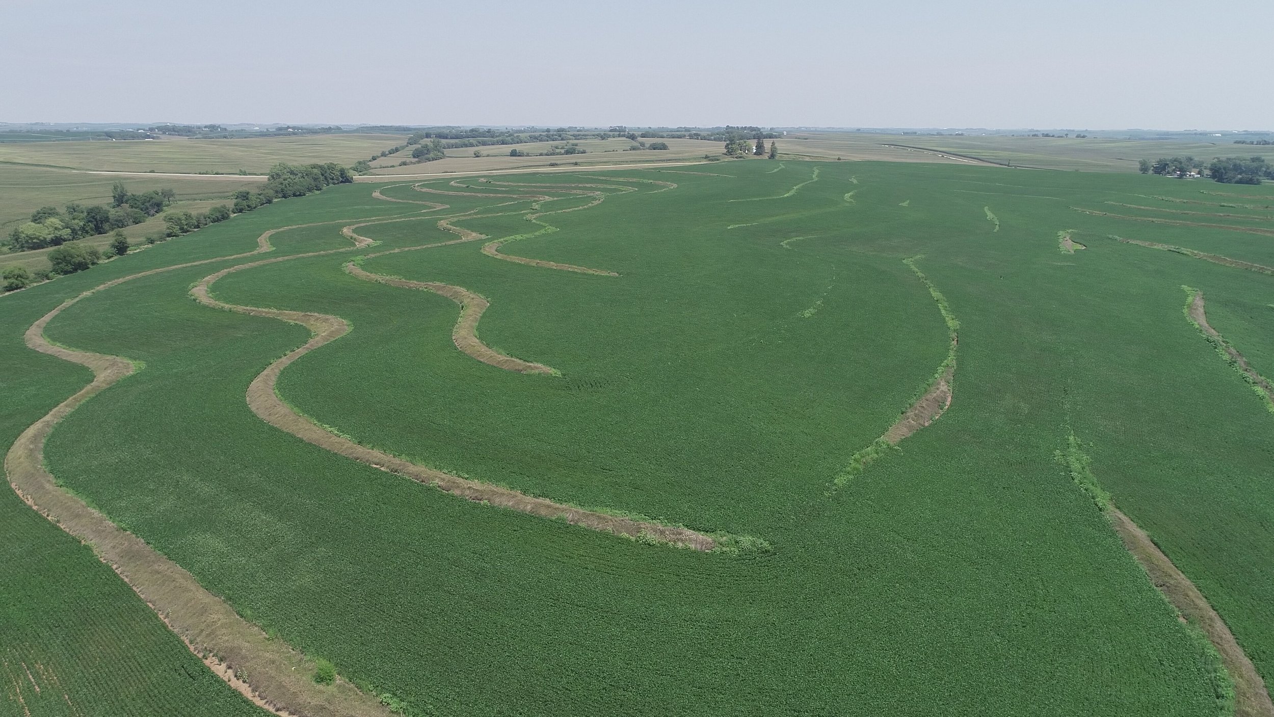 View of Field Planted in Soybeans (July 22, 2018)