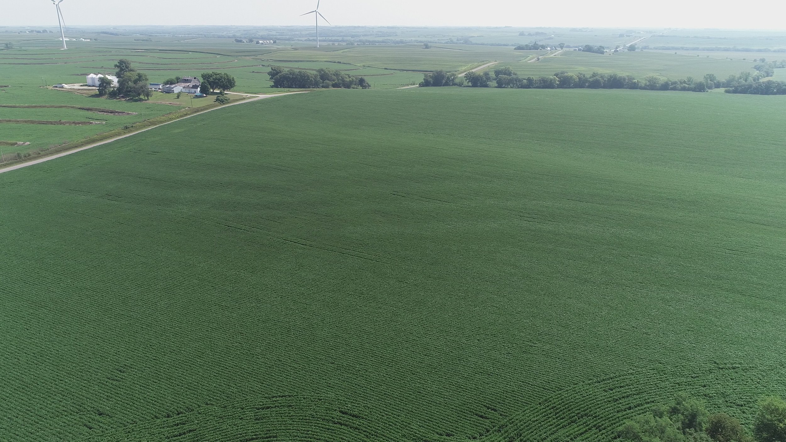View of North Tract Planted in Soybeans (July 22, 2018)