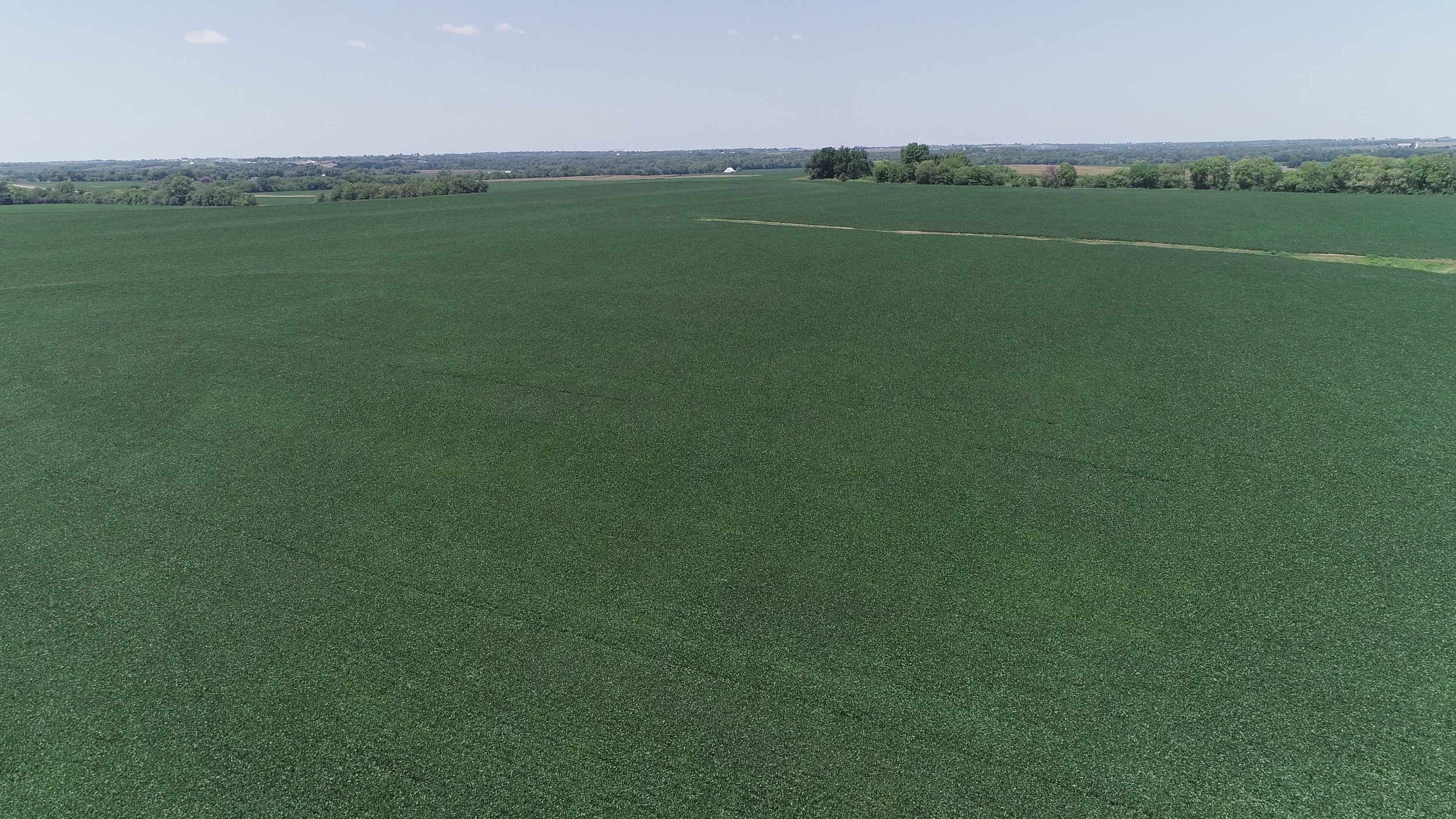 View of Northwest Tract Planted in Soybeans (July 21, 2018)