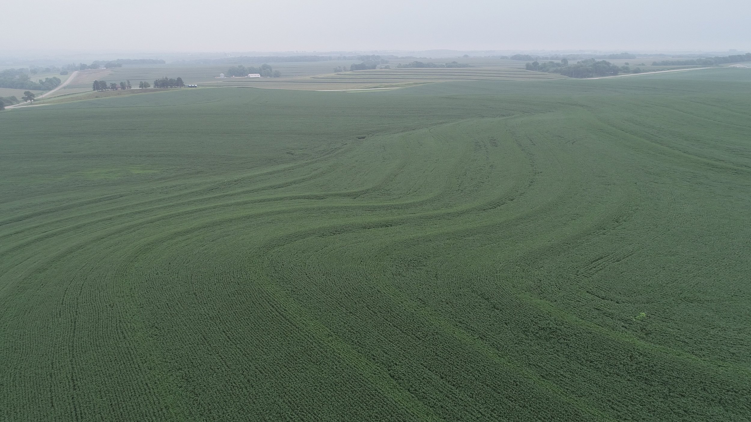 View of North Tract Planted in Soybeans (July 23, 2018)