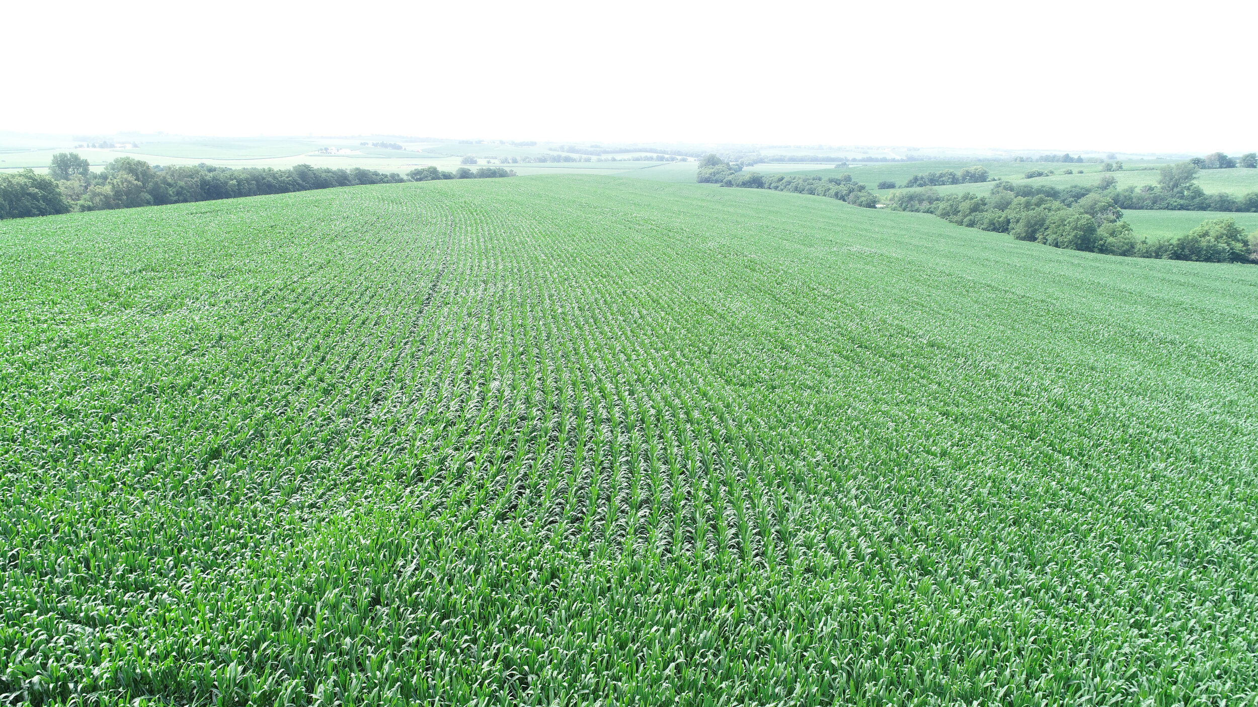 View of East Tract Planted in Corn (July 4, 2020)