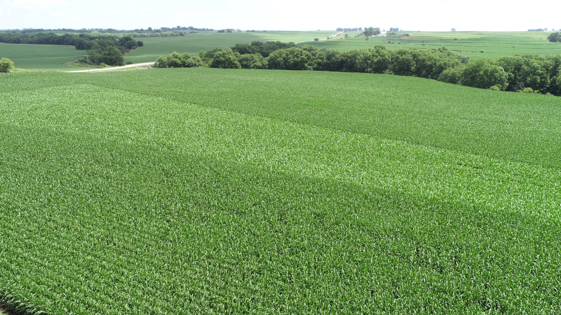July 2020 - Corn Crop