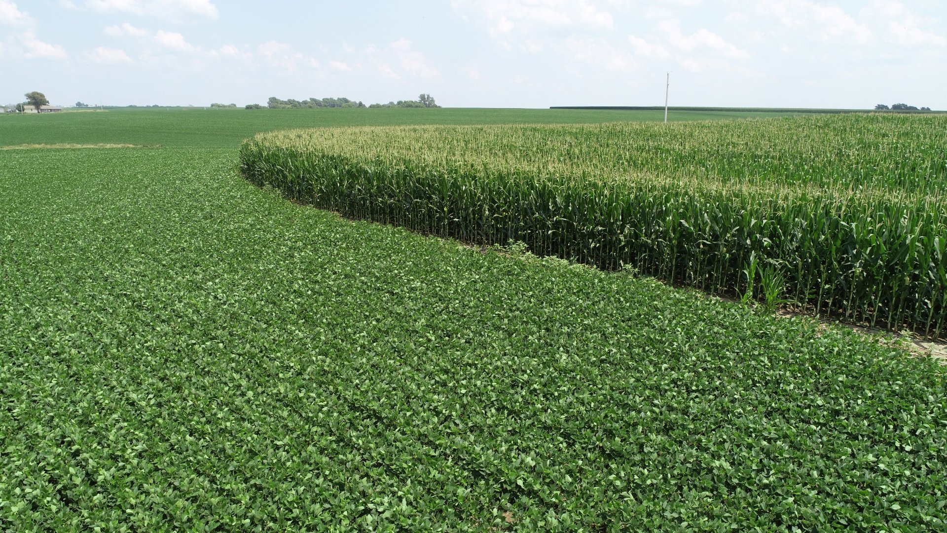 July 2020 - Corn and Soybean Crops