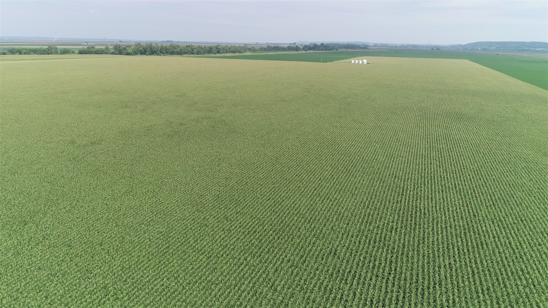 July 2018 - Corn Crop