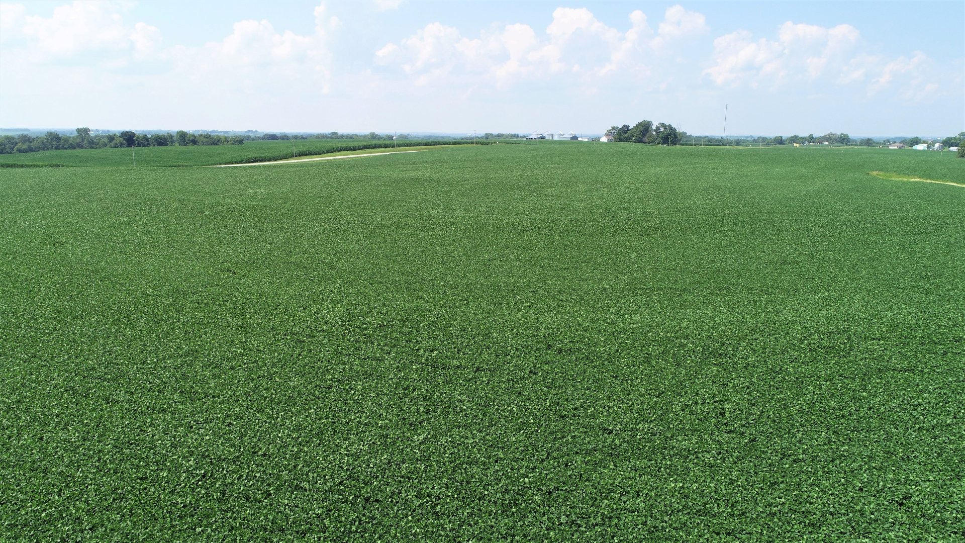 July 2020 - Soybean Crop