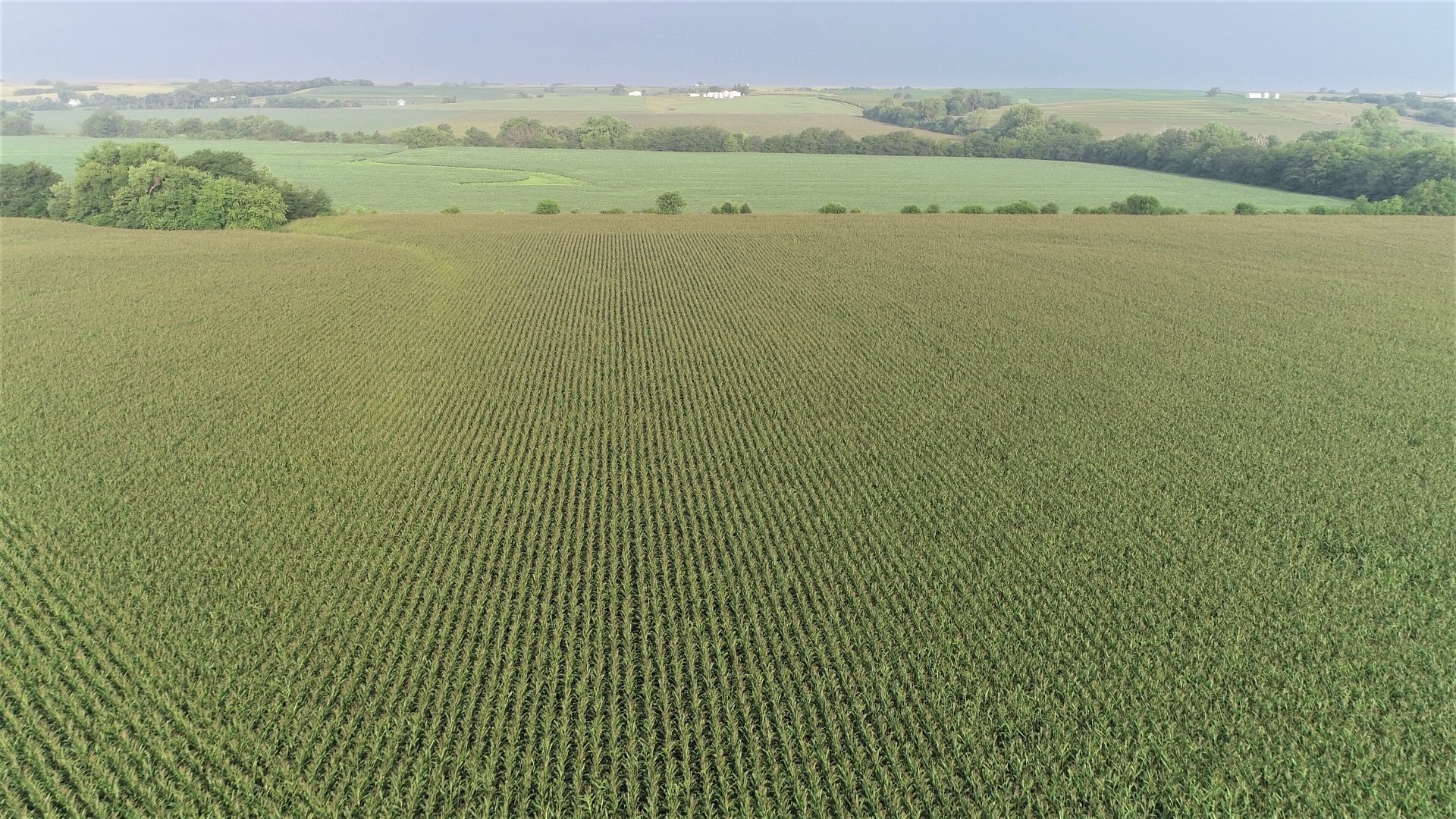July 2018 - Corn Crop
