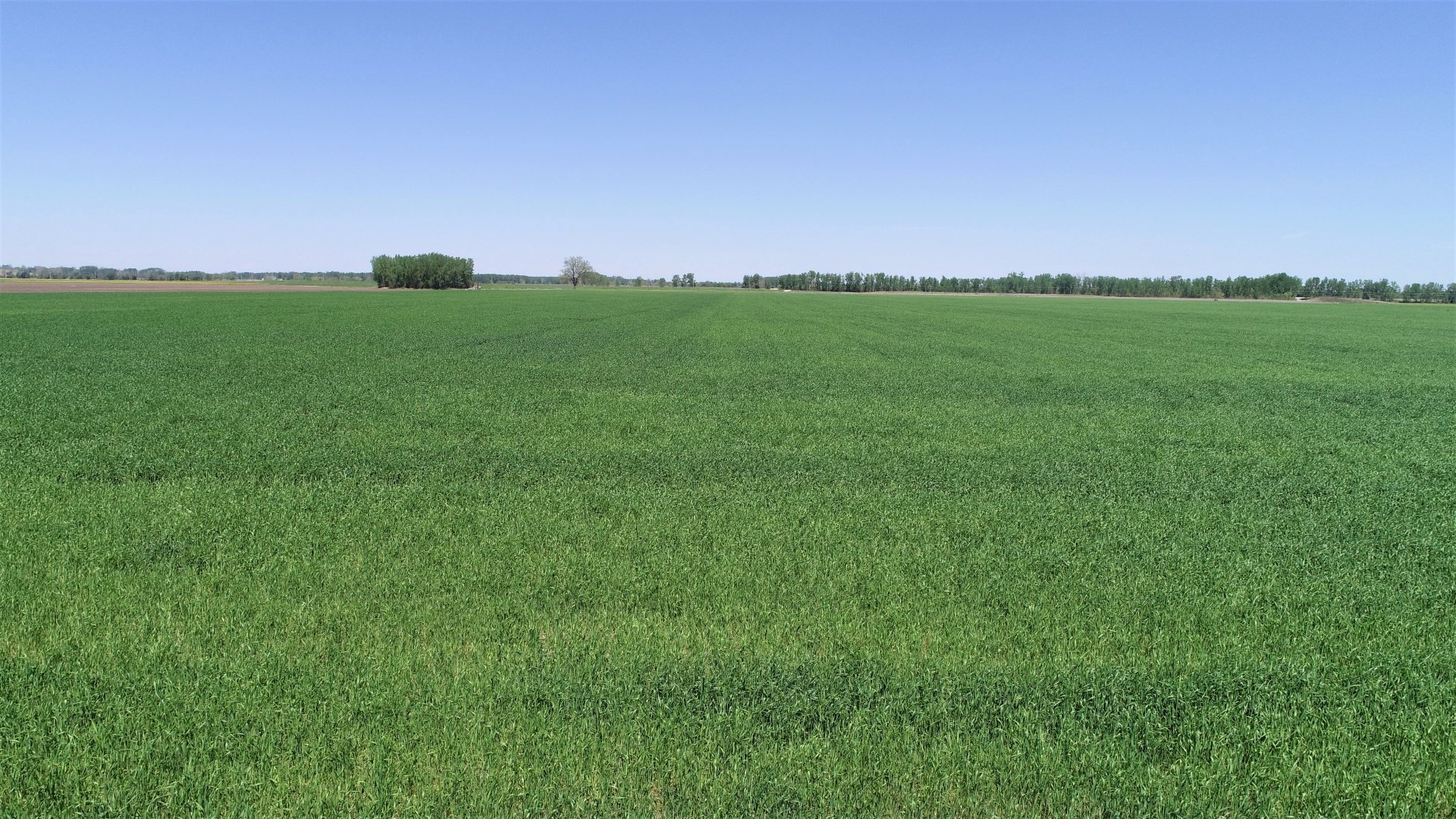 May 2021 - Winter Wheat Crop
